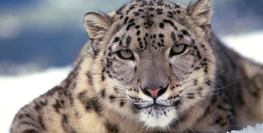 Nepal’s beautiful snow leopards endangered